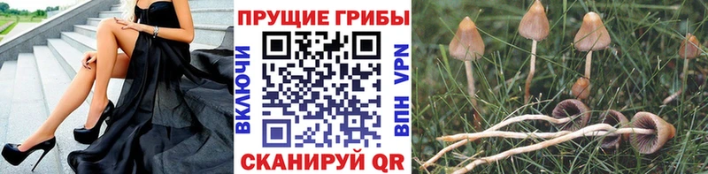Купить закладки  Нижнеудинск  Галлюциногенные грибы Psilocybe 